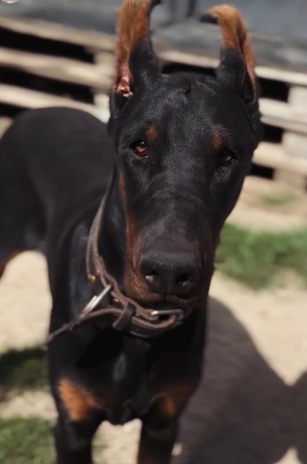 Thor — praca w terenie