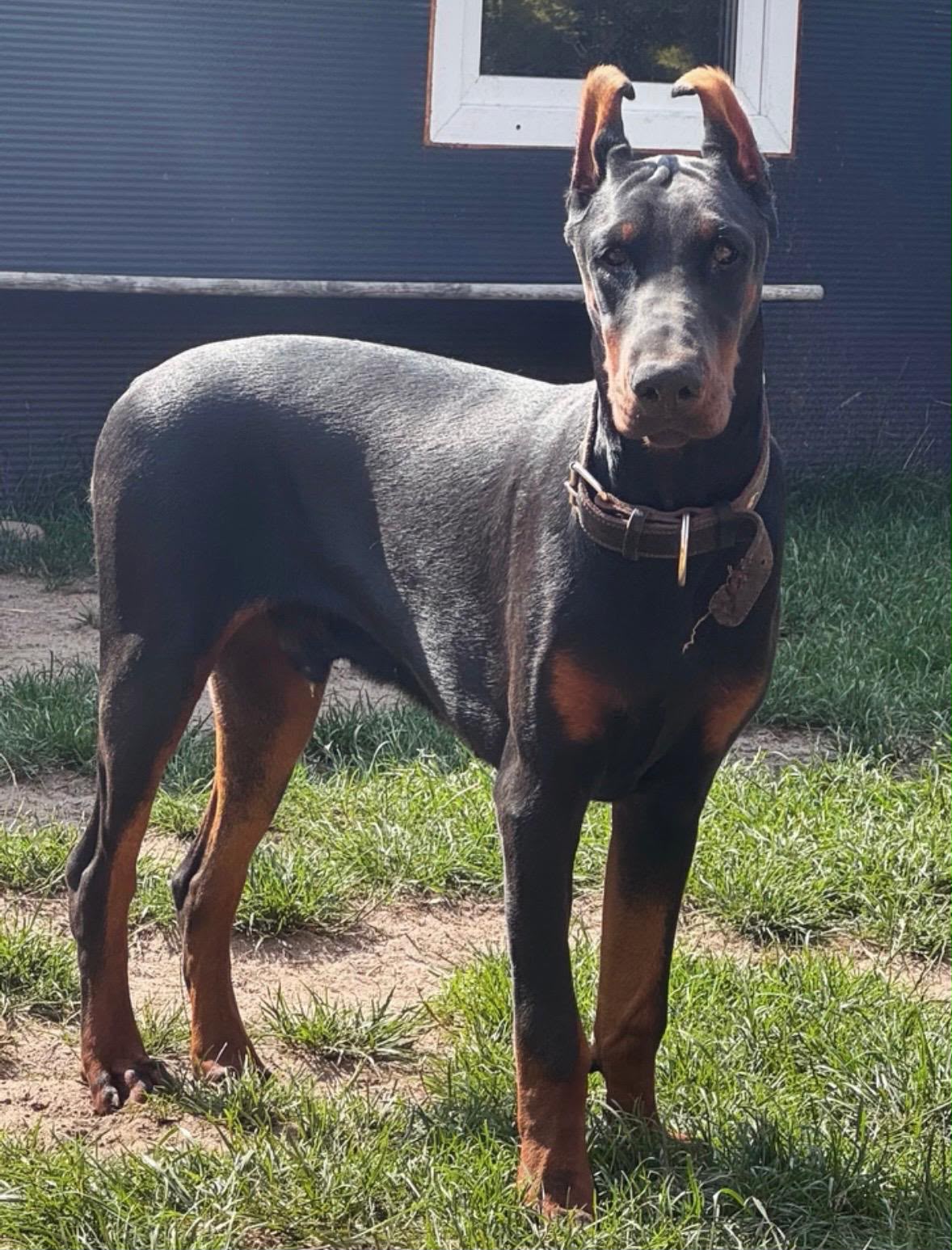 Thor — doberman podczas treningu